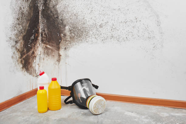 Best Mold Remediation for Schools in Watervliet, MI