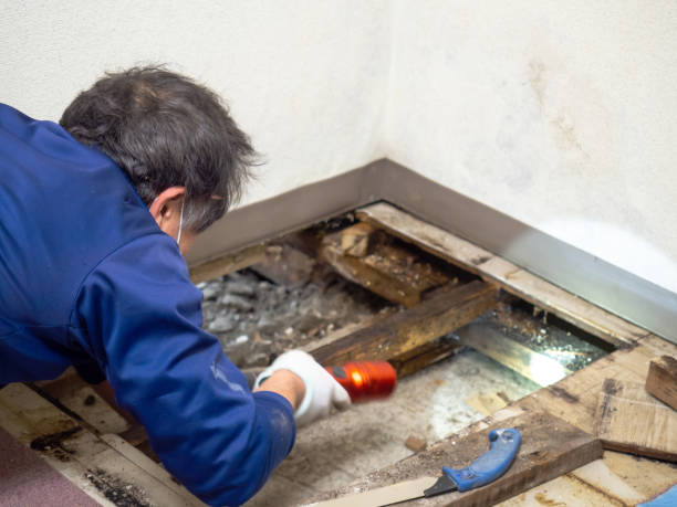 Best Mold Testing and Inspection Services in Watervliet, MI