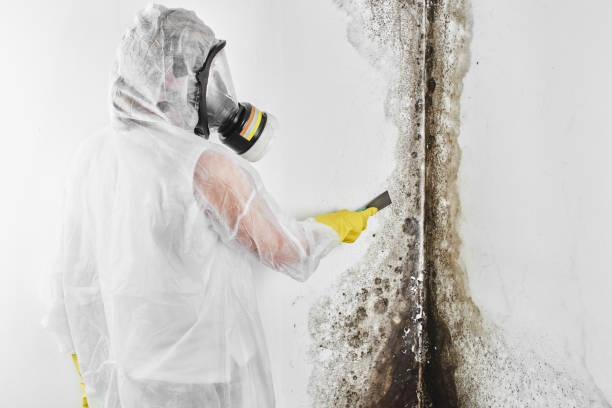 Best Residential Mold Remediation in Watervliet, MI