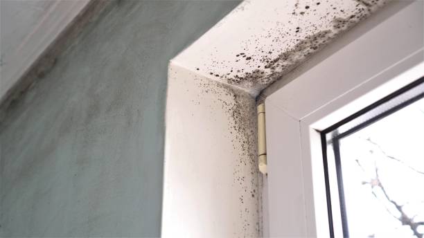 Best Residential Mold Remediation in Watervliet, MI
