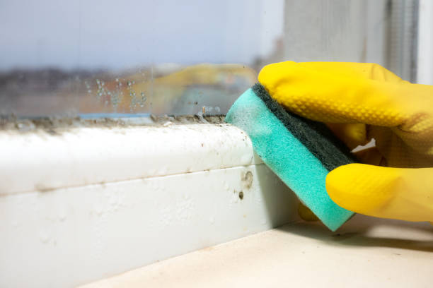 Best Post-Flood Mold Remediation in Watervliet, MI