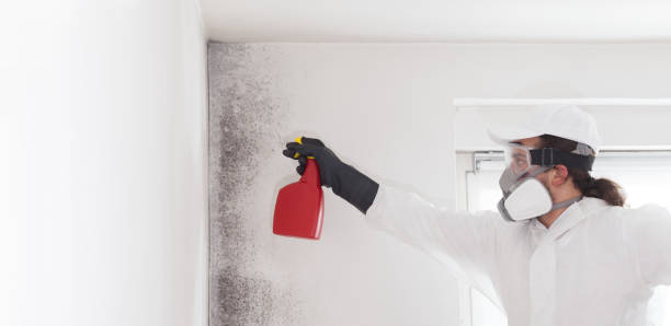 Best Kitchen Mold Remediation in Watervliet, MI