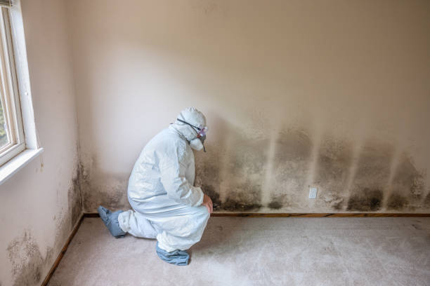 Best Basement Mold Remediation in Watervliet, MI
