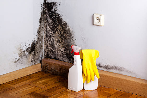 Best Industrial Mold Remediation in Watervliet, MI