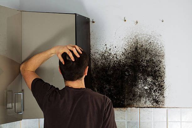 Best Localized Mold Remediation (e.g., coastal areas, humid climates) in Watervliet, MI